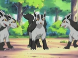 Imagen de Mightyena