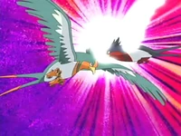 Swellow de Ash usando ataque ala contra el Swellow de Winona/Alana.