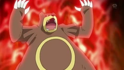EP653 Ursaring activando Agallas.jpg (35 kB) Ursaring de Paul/Polo activando su habilidad agallas.