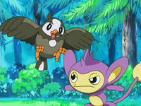 EP471 Starly vs Aipom de Ash