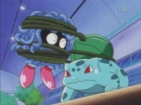 Bulbasaur usando constricción en el Tangela de Erika.