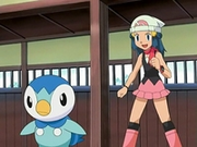 EP536 Dawn y Piplup en el gimnasio