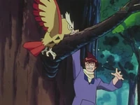 Noctowl usando picotazo.