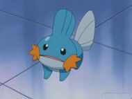 EP310 Mudkip asustadizo