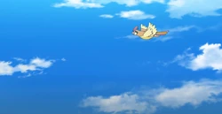 EP1115 Pidgeotto salvaje