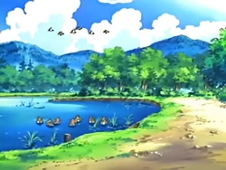 EP447 Pidgey y Farfetch´d