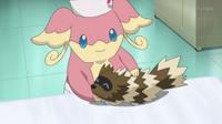 Audino cuidando de un Zigzagoon.