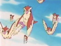 EP181 Pidgey