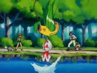 Goldeen de Misty usando ataque furia contra el Victreebel de James.