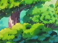 Un árbol de bonguri verde