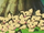 EP181 Pichu (2).png