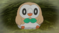 Rowlet después de nacer.