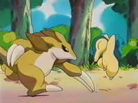 Sandslash de Koji usando golpes furia contra el Cyndaquil de Ash.