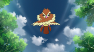 un Pidgey usando tornado