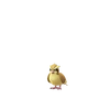Pidgey