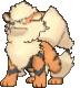 Imagen de Arcanine en Pokémon X, Pokémon Y, Pokémon Rubí Omega, Pokémon Zafiro Alfa, Pokémon Sol y Pokémon Luna