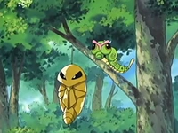 EP432 Caterpie y Kakuna