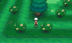 Bosque Espejismo al norte de la 