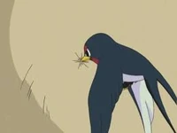 Taillow usando picotazo.