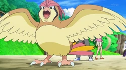 EP843 Pidgeotto