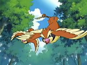 EP433 Pidgey