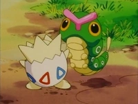 EP163 Togepi con un Caterpie