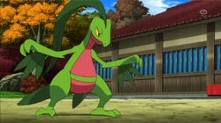 EP879 Grovyle de Scottie