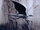 Bogwing/Leyendas