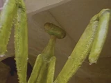 Yam'rii/Leyendas