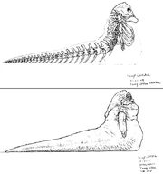 Vista en rayos-x del hipotético esqueleto de un hutt.