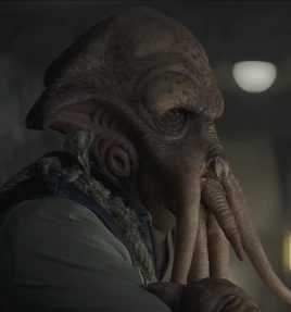 Barquero quarren no identificado