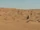 Desierto