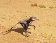 Un scurrier fememino.