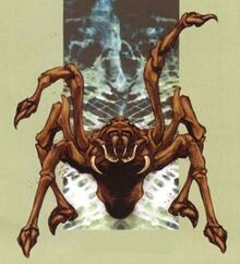 RearingSpider