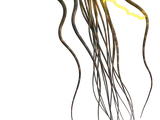 Medusa hidroide