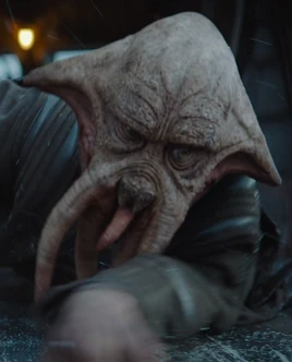 Arrastrero quarren no identificado