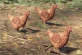 Chickens