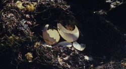 Cáscaras de huevos rotos de .