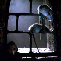 Movie rats