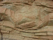 Unique view of a dinosaur track