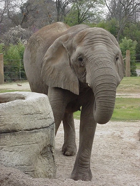 Cameron Park Zoo Esteem Education Wiki Fandom