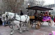 Represented at the Fort Worth Stock Show parade
