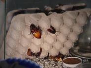 Live Madagascar Hissing Roaches