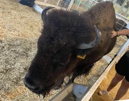 Bison at the State Fair of Texas petting zoo