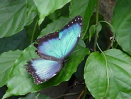 A butterfly at the Texas Discovery Gardens