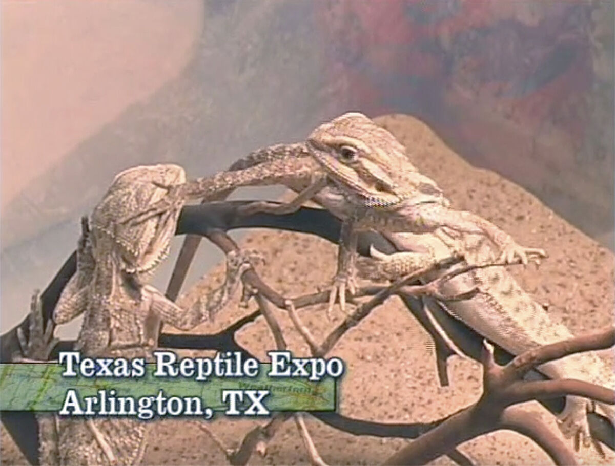 Texas Reptile Expo Esteem Education Wiki Fandom