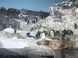 Penguins
