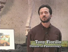 Tony Fiorillo