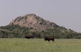 Bison