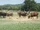 Arbuckle Wilderness